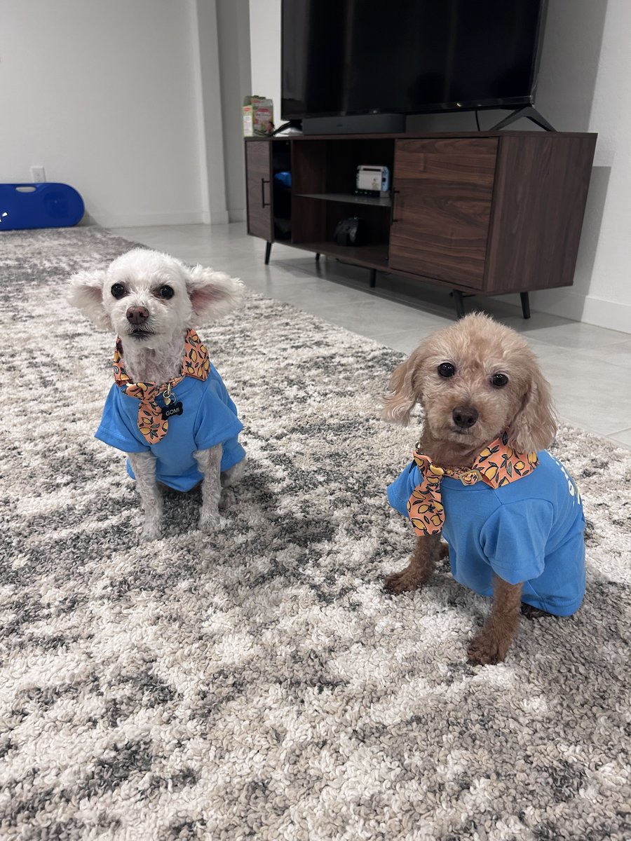 Angela's two poodles